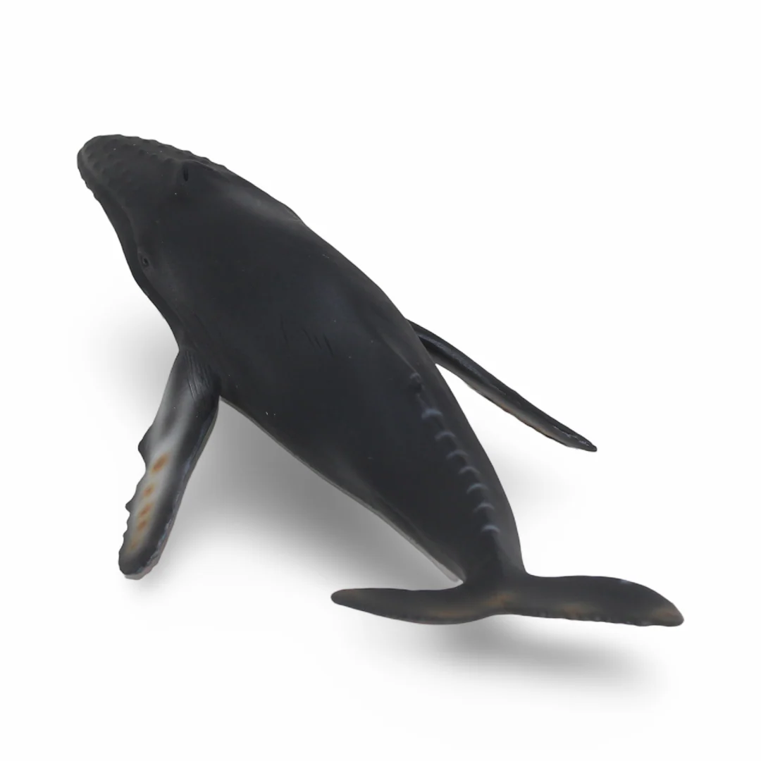 CollectA Humpback Ehale Figurine - Image 2